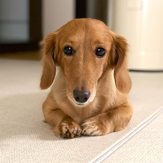 イヌ(ダックスフント)