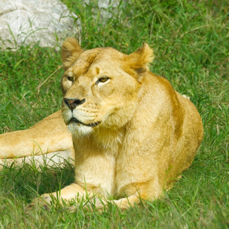 ライオン