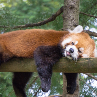 レッサーパンダ
